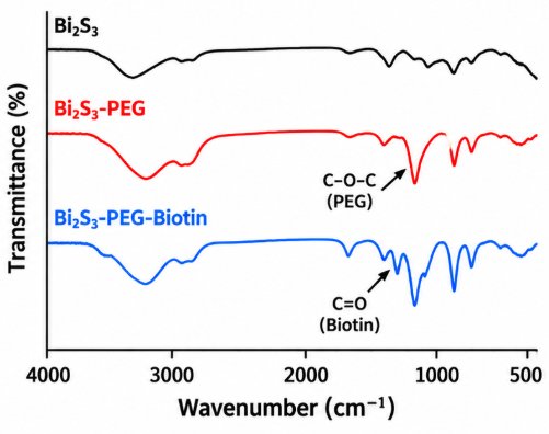 生物素（Biotin）功能化Bi₂S₃纳米颗粒，粒径、表面基团与偶联密度可调