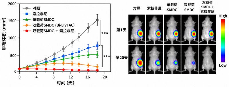 ADC与SMDC定制:小分子药物偶联及连接子设计