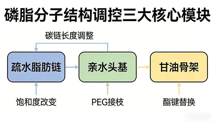 基于结构调控的磷脂分子设计策略探索丨Sur-Release定制