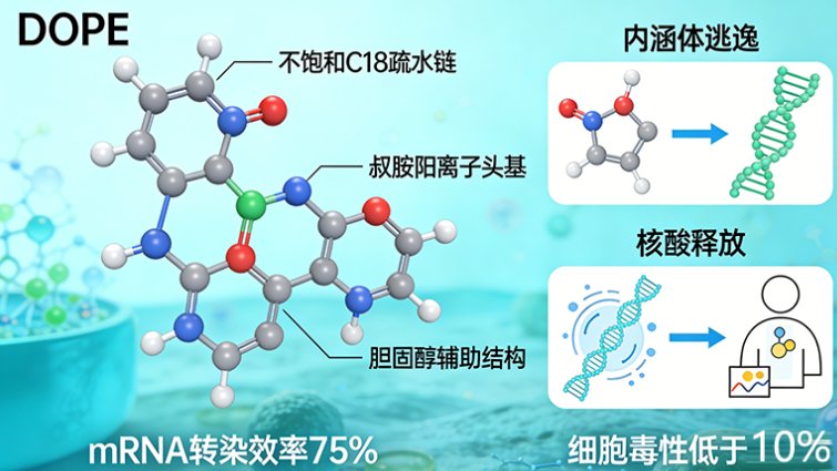 基于结构调控的磷脂分子设计策略探索丨Sur-Release定制