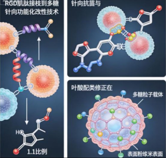 多糖药物载体修饰定制:PEG等官能化修饰,多糖纳米粒微球水凝胶等载体定制合成
