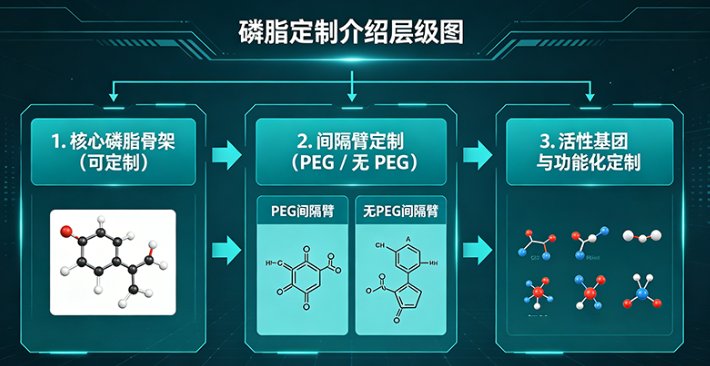 近红外荧光标记磷脂（FITC/Cy5/Cy7）定制开发-Sur-Release生物技术服务
