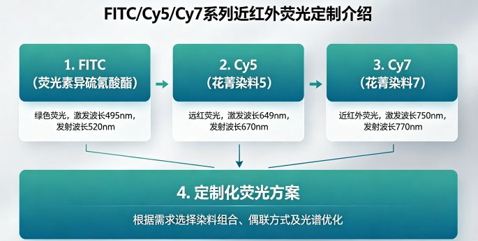 近红外荧光标记磷脂（FITC/Cy5/Cy7）定制开发-Sur-Release生物技术服务
