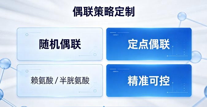 ADC抗体偶联定制解决方案:Linker设计与DAR优化