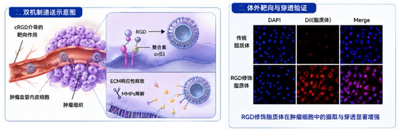 DPPC-PEG改性磷脂定制|脂质体专用PEG链修饰磷脂原料供应——Sur-Release生物技术服务