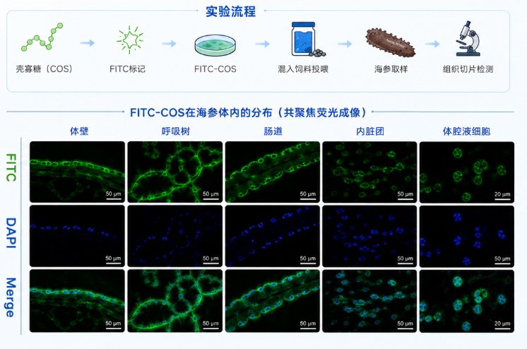FITC/荧光素标记多糖定制服务——助力多糖示踪与分布研究