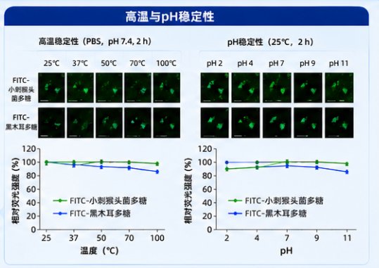 FITC/荧光素标记多糖定制服务——助力多糖示踪与分布研究
