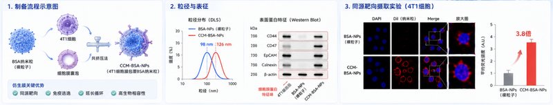 白蛋白纳米粒靶向载药与表面修饰定制服务