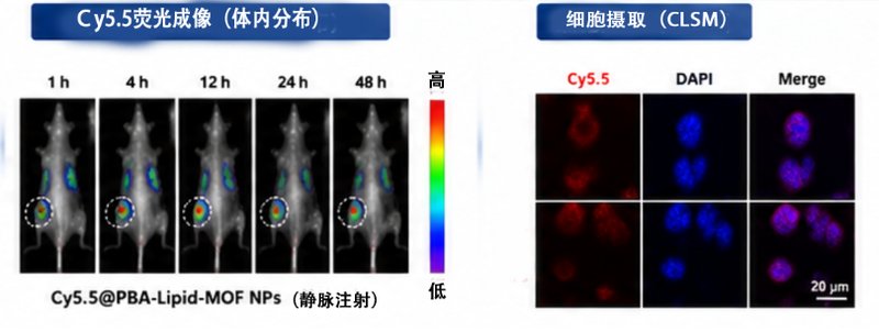 多功能MOF纳米载体的载药与荧光功能化定制
