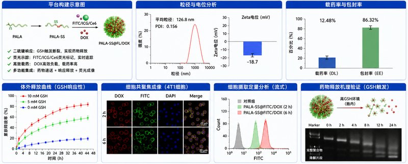 定制 pH/ROS/GSH响应多糖荧光探针实现肿瘤微环境可视化