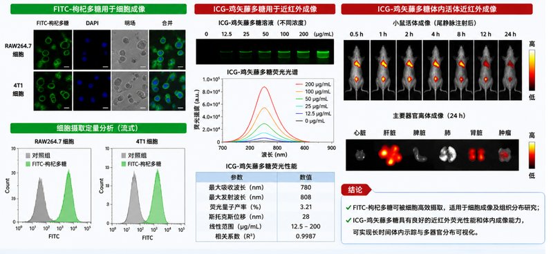 定制 pH/ROS/GSH响应多糖荧光探针实现肿瘤微环境可视化