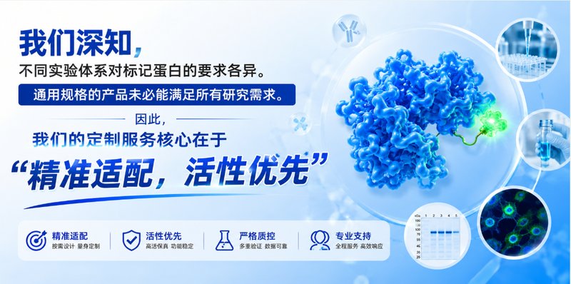 FITC-BSA荧光标记蛋白定制服务-低背景高信噪比，成像观测更清晰