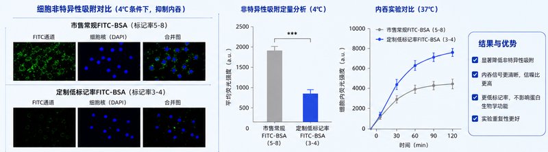 FITC-BSA荧光标记蛋白定制服务-低背景高信噪比，成像观测更清晰