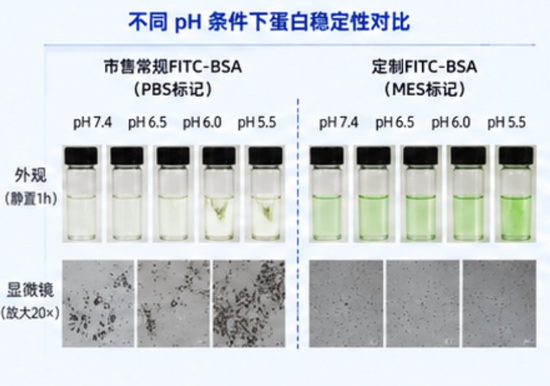 FITC-BSA荧光标记蛋白定制服务-低背景高信噪比，成像观测更清晰
