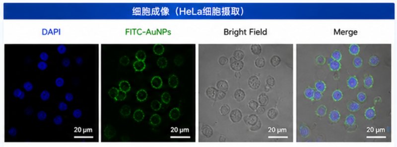 PEG修饰SiO₂纳米颗粒定制,Sur-Release生物技术服务