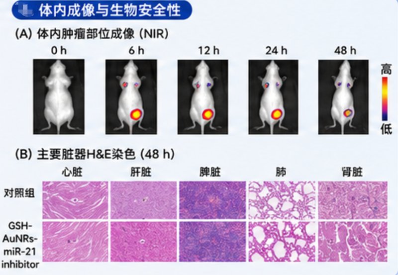 从载体合成到miRNA包载：纳米金递送体系专属定制｜Sur-Release生物技术服务基因纳米载体