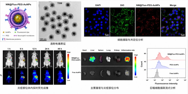 中性粒细胞膜包覆型纳米颗粒定制化合成