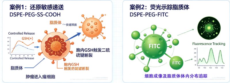 DSPE-PEG定制合成 · 功能化脂质开发
