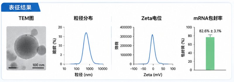 mRNA/siRNA核酸递送微球定制合成，打造稳定、高效、可控释放载体平台