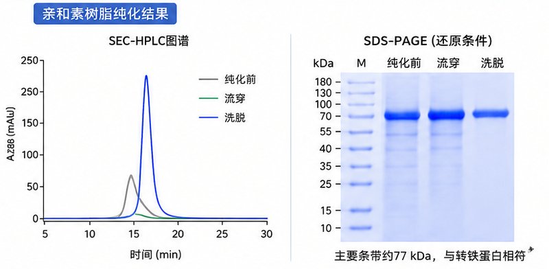Biotin-PEG蛋白偶联定制｜为蛋白赋予多维应用新能力