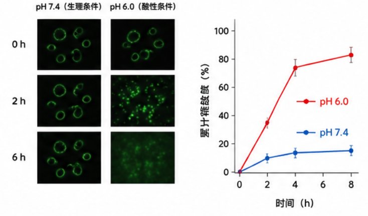 专业DiOC18荧光标记磷脂定制合成｜细胞成像与脂质体标记应用