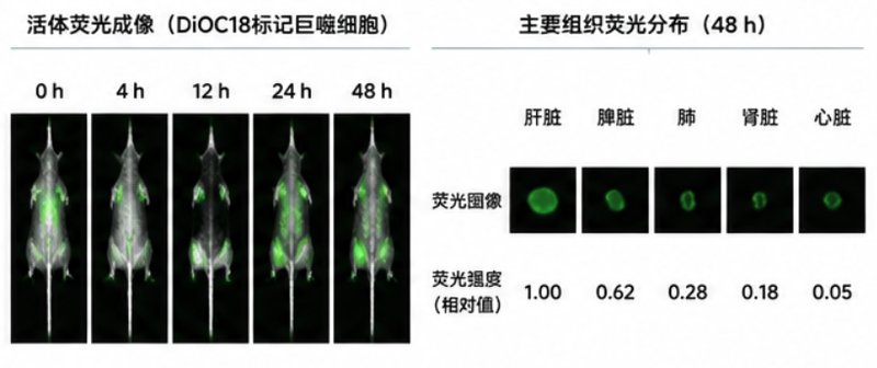 专业DiOC18荧光标记磷脂定制合成｜细胞成像与脂质体标记应用