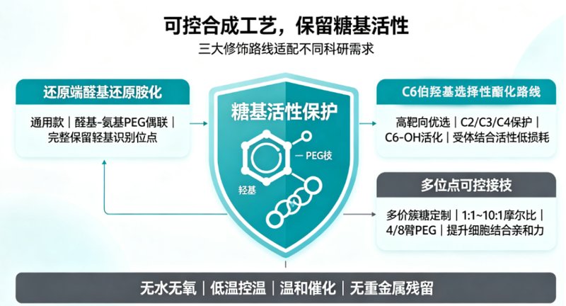 糖基PEG（PEG-单糖衍生物）定制合成服务：结构设计、偶联修饰与应用解析