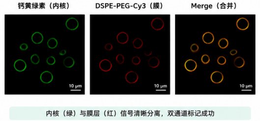 荧光脂质体定制合成服务｜支持DiO、DiI、DiD、DiR多色标记方案