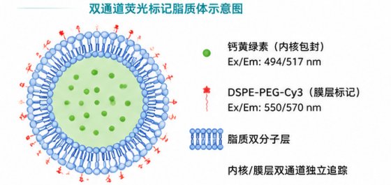 荧光脂质体定制合成服务｜支持DiO、DiI、DiD、DiR多色标记方案