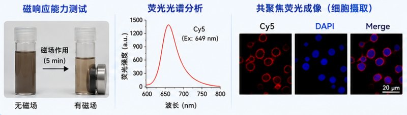 药物-荧光-磁性复合脂质体定制|成像·递药·磁响应一体化设计
