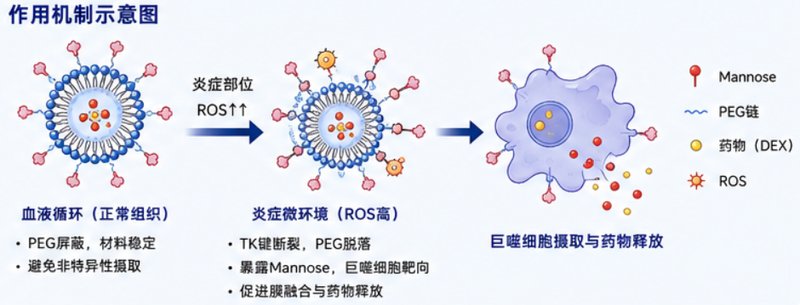 微环境响应磷脂偶联物定制｜支持pH/ROS/GSH等多重响应设计