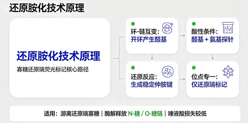 基于还原端反应的寡糖荧光探针定制开发