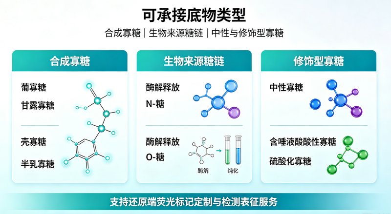 基于还原端反应的寡糖荧光探针定制开发