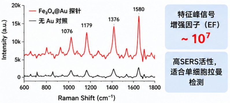 Au@Fe₃O₄金磁核壳纳米探针定制|CT/MRI双模态成像平台开发