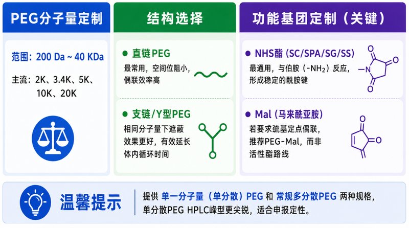 活性酯PEG-多肽偶联与功能化修饰定制丨Sur-Release生物技术服务