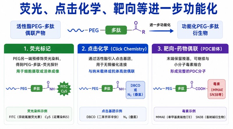 活性酯PEG-多肽偶联与功能化修饰定制丨Sur-Release生物技术服务