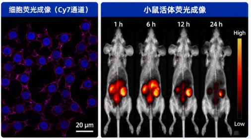 Cy5/Cy7荧光标记Bi₂S₃纳米探针定制：多功能成像平台构建