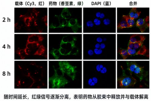 载药型DSPE-PEG荧光胶束定制｜纳米递送与示踪平台开发