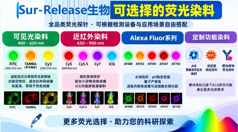 药物中间体荧光功能化定制|多类型染料标记与纯化