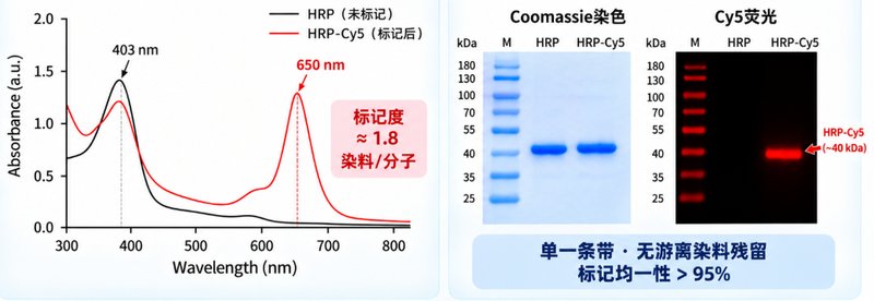 药物中间体荧光功能化定制|多类型染料标记与纯化