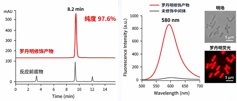 荧光修饰药物中间体定制：位点、Linker与荧光基团协同设计