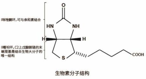 生物素化药物及前体定制合成