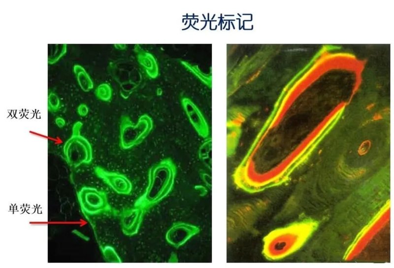 壳聚糖的改性修饰与荧光标记定制服务简介