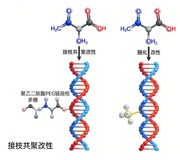 多糖的修改性定制技术与Sur-Release生物技术服务
