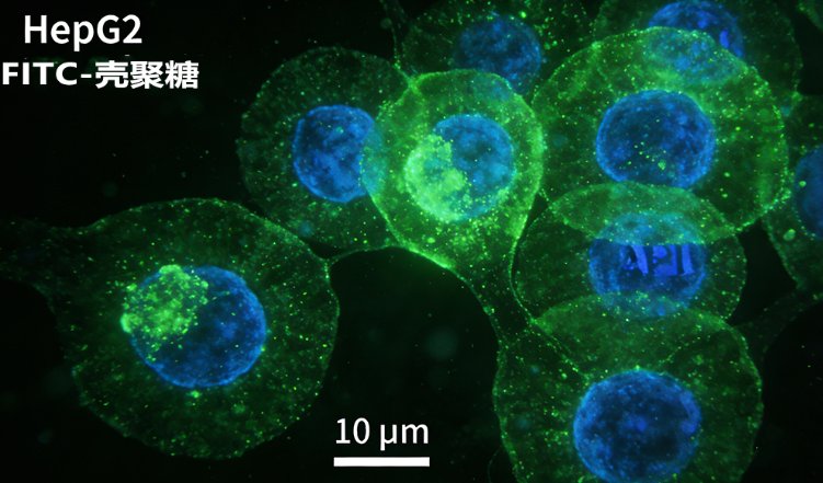 壳聚糖的精准修饰与改性技术 —— Sur-Release生物技术服务