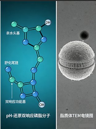 微环境响应磷脂定制服务丨Sur-Release生物技术服务