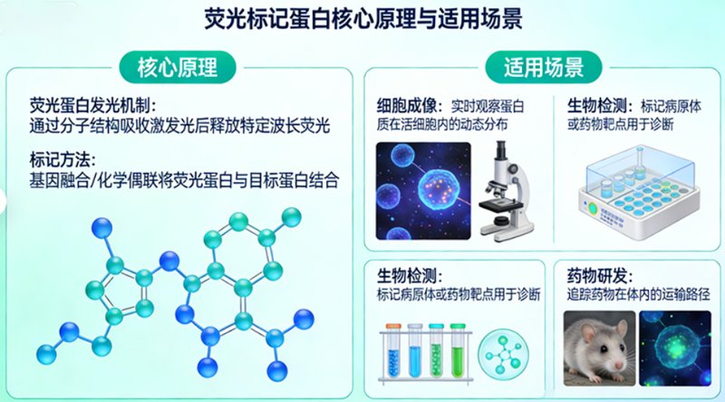 荧光蛋白标记定制：满足多样实验场景