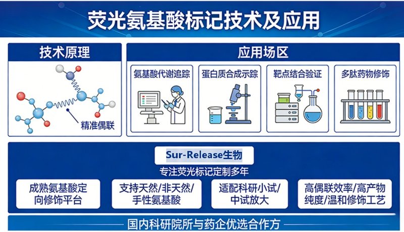 荧光氨基酸标记定制服务｜支持多种修饰方式