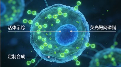 靶向磷脂定制有哪些类型丨不同修饰方式介绍