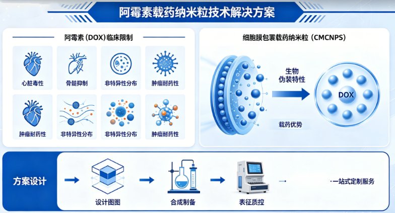 细胞膜包覆阿霉素(DOX)载药纳米粒定制合成与制备服务